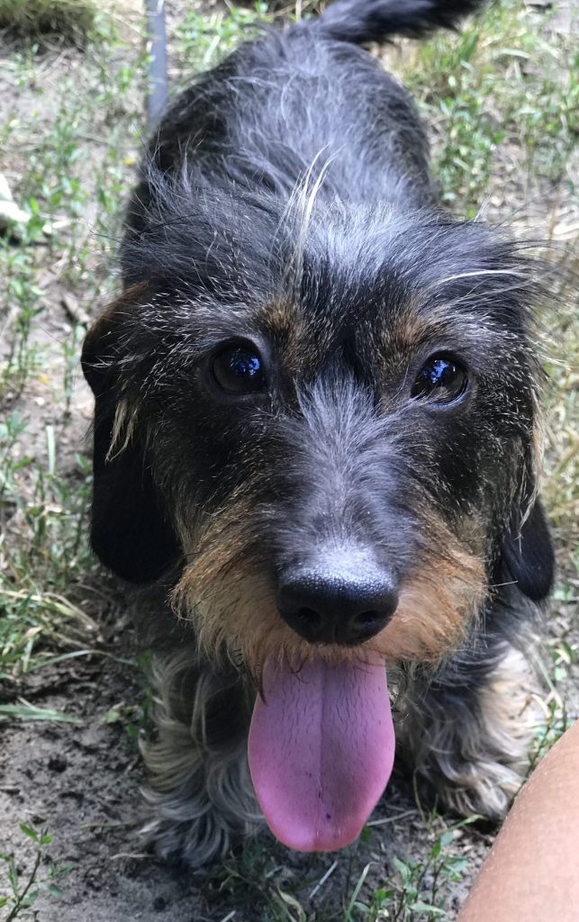 What Is A Reactive Dog?