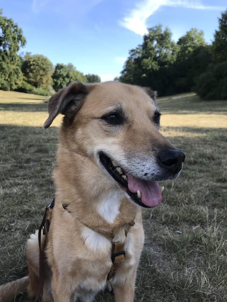 What influences canine behaviour?