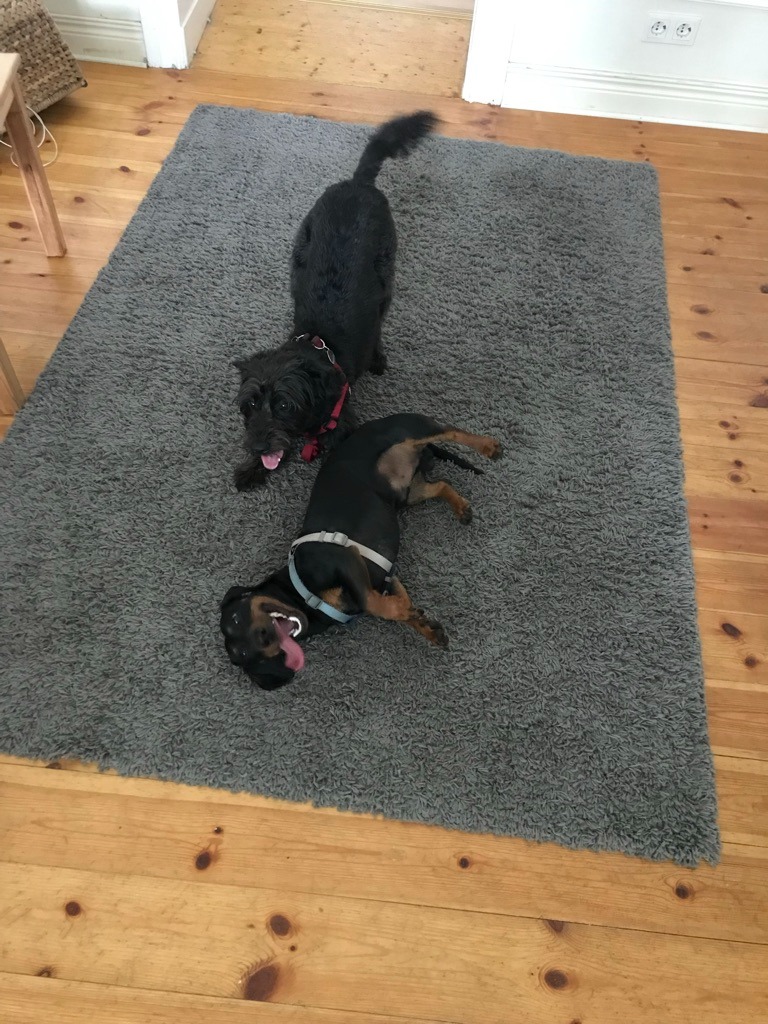Why is the domestication of our dogs important?